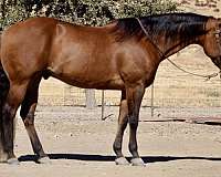 beginner-safe-quarter-horse