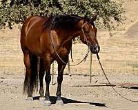 ranch-work-quarter-horse