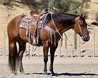 all-around-quarter-horse