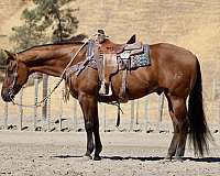 roping-quarter-horse