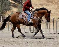 calf-roping-quarter-horse