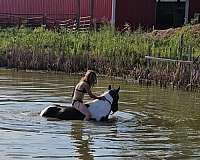 roping-quarter-horse