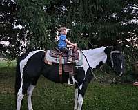 calf-roping-quarter-horse