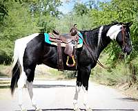 tobiano-blaze-horse