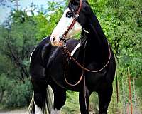 ranch-work-quarter-horse