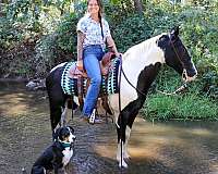 tobiano-blaze-horse