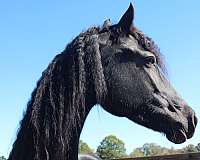 black-none-horse