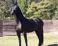 bloodlines-are-friesian-horse