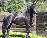 ewt-friesian-horse