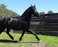 flu-friesian-horse