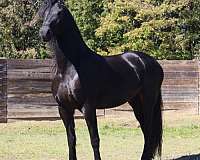 fully-vetted-friesian-horse