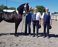 resale-friesian-horse