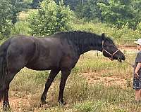 vaccine-friesian-horse