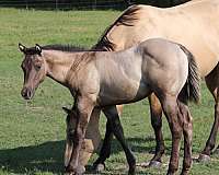 white-hairs-in-forehead-horse