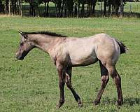 grulla-white-hairs-in-forehead-horse