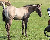 all-around-quarter-horse