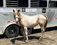 foundation-quarter-horse-paint