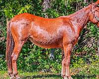 beginner-safe-quarter-horse