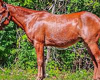 ranch-work-quarter-horse