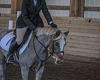 champion-welsh-pony