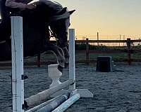 dressage-welsh-pony