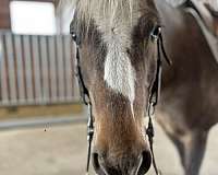 english-pleasure-welsh-pony