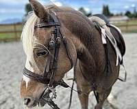 equitation-welsh-pony