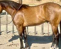 buckskin-rear-socks-horse