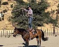 ranch-work-quarter-horse