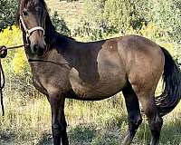 registered-twh-andalusian-horse