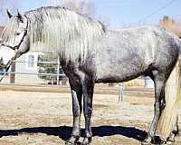 twh-andalusian-horse