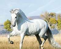 twh-for-sale-andalusian-horse