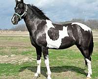 walker-andalusian-horse