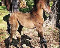 bay-roan-andalusian-colt