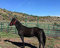 silb-andalusian-horse