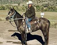 black-roan-will-turn-grey-with-points-horse