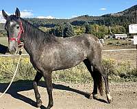 black-points-andalusian-horse