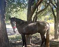 black-roan-will-turn-grey-with-points