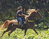 classical-tennessee-walking-horse