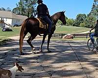 gaited-horse-tennessee-walking