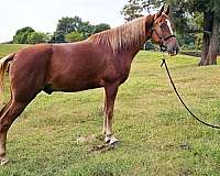 trail-gaited-horse-tennessee-walking