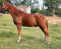 family-horse-tennessee-walking