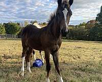 affordable-walkaloosa-horse