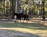 quarter-horse-for-sale