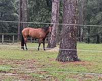 western-pleasure-quarter-horse