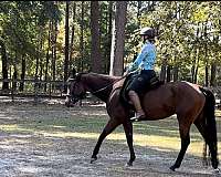 bay-quarter-horse-mare