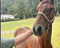 breeding-rocky-mountain-horse