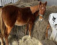 beautiful-filly-rocky-mountain-horse