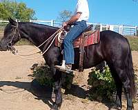 perch-friesian-horse