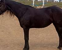 schooled-friesian-horse